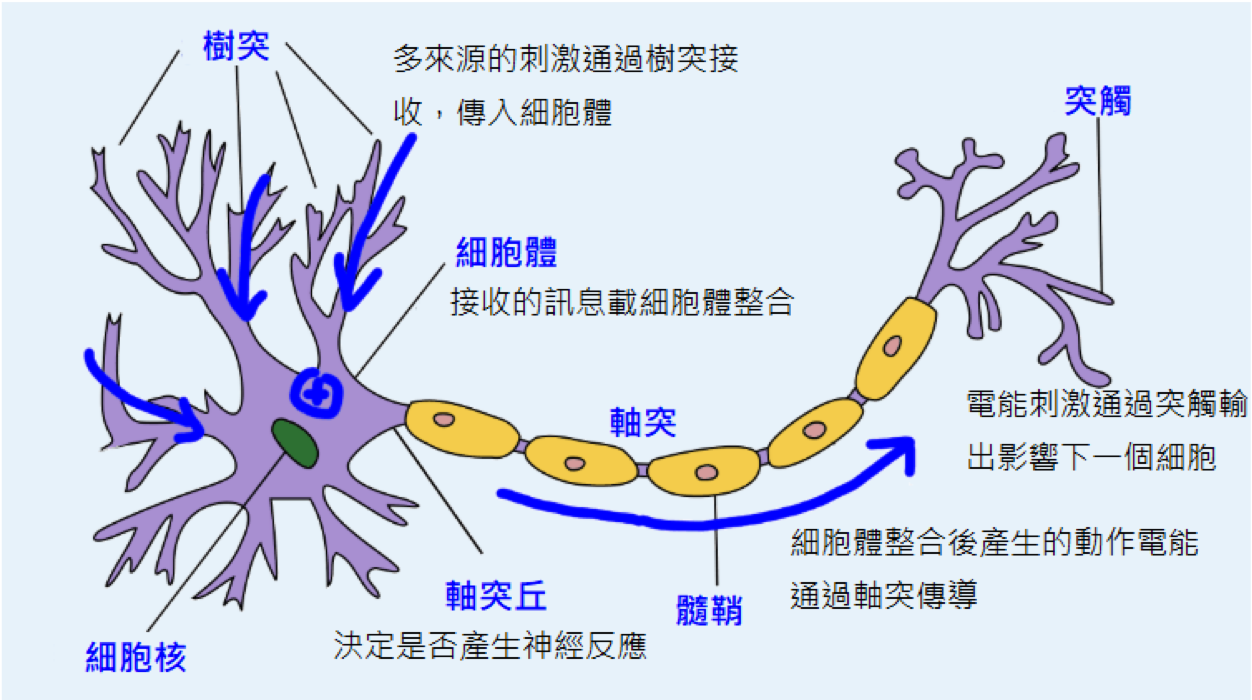 ../../_images/real_neuron_cn.png